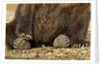 Brown Bear Paws, Katmai National Park, Alaska by Anonymous