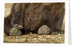 Brown Bear Paws, Katmai National Park, Alaska by Anonymous