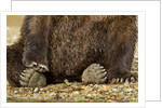 Brown Bear Paws, Katmai National Park, Alaska by Anonymous