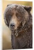 Ice-covered Brown Bear, Katmai National Park, Alaska by Anonymous