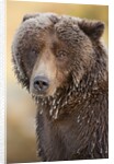 Ice-covered Brown Bear, Katmai National Park, Alaska by Anonymous