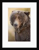 Ice-covered Brown Bear, Katmai National Park, Alaska by Anonymous