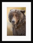 Ice-covered Brown Bear, Katmai National Park, Alaska by Anonymous