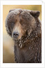 Ice-covered Brown Bear, Katmai National Park, Alaska by Anonymous