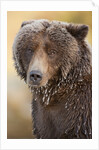 Ice-covered Brown Bear, Katmai National Park, Alaska by Anonymous