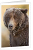 Ice-covered Brown Bear, Katmai National Park, Alaska by Anonymous