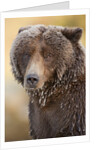 Ice-covered Brown Bear, Katmai National Park, Alaska by Anonymous