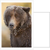 Ice-covered Brown Bear, Katmai National Park, Alaska by Anonymous