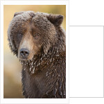 Ice-covered Brown Bear, Katmai National Park, Alaska by Anonymous