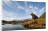 Brown Bear and Mountains, Katmai National Park, Alaska by Anonymous