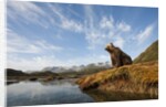 Brown Bear and Mountains, Katmai National Park, Alaska by Anonymous