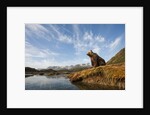 Brown Bear and Mountains, Katmai National Park, Alaska by Anonymous