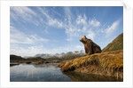 Brown Bear and Mountains, Katmai National Park, Alaska by Anonymous