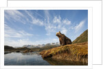 Brown Bear and Mountains, Katmai National Park, Alaska by Anonymous