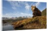 Brown Bear and Mountains, Katmai National Park, Alaska by Anonymous