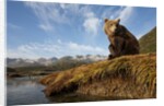 Brown Bear and Mountains, Katmai National Park, Alaska by Anonymous
