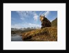 Brown Bear and Mountains, Katmai National Park, Alaska by Anonymous