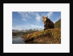 Brown Bear and Mountains, Katmai National Park, Alaska by Anonymous