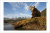 Brown Bear and Mountains, Katmai National Park, Alaska by Anonymous