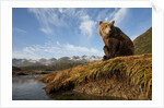 Brown Bear and Mountains, Katmai National Park, Alaska by Anonymous