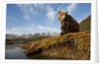 Brown Bear and Mountains, Katmai National Park, Alaska by Anonymous