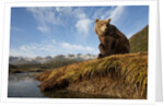 Brown Bear and Mountains, Katmai National Park, Alaska by Anonymous