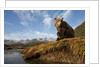 Brown Bear and Mountains, Katmai National Park, Alaska by Anonymous