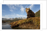 Brown Bear and Mountains, Katmai National Park, Alaska by Anonymous