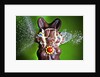 Dum Dum Bunny by Anonymous