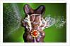 Dum Dum Bunny by Anonymous