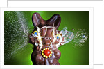 Dum Dum Bunny by Anonymous