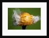 Lemon Aid by Anonymous