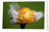 Lemon Aid by Anonymous