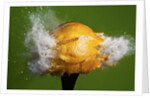 Lemon Aid by Anonymous