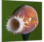 Just Peachy by Anonymous