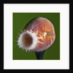 Just Peachy by Anonymous