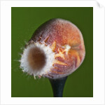 Just Peachy by Anonymous