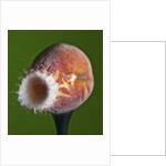 Just Peachy by Anonymous