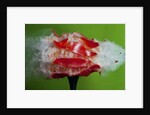 Tomato Surprise by Anonymous