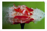 Tomato Surprise by Anonymous