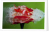 Tomato Surprise by Anonymous