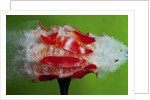 Tomato Surprise by Anonymous