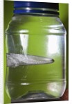 Water Figure by Anonymous