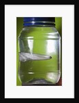 Water Figure by Anonymous