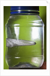 Water Figure by Anonymous