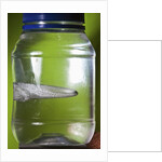 Water Figure by Anonymous