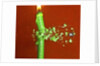 Candle Splat by Anonymous