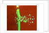 Candle Splat by Anonymous