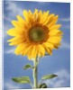 A sunflower against blue sky by Anonymous