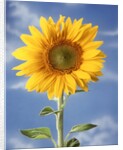 A sunflower against blue sky by Anonymous